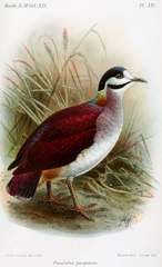 Purple Quail-Dove photo 3
