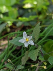 Solanum nigrum