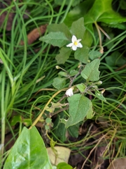 Solanum nigrum