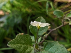 Solanum nigrum