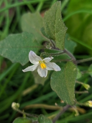 Solanum nigrum