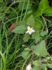 Solanum nigrum