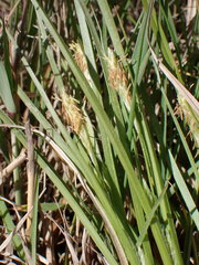 Carex secalina, photograph (c) Milan Chytrý, some rights reserved (CC BY)