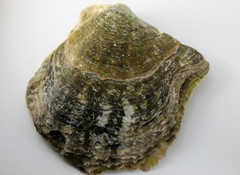 Pinctada nigra