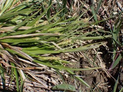 Carex secalina, photograph 3