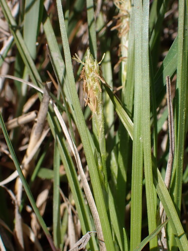 Carex secalina, photograph 2