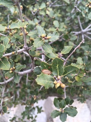 Coccifera