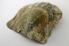 Pinctada nigra