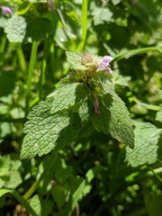 Lamium purpureum