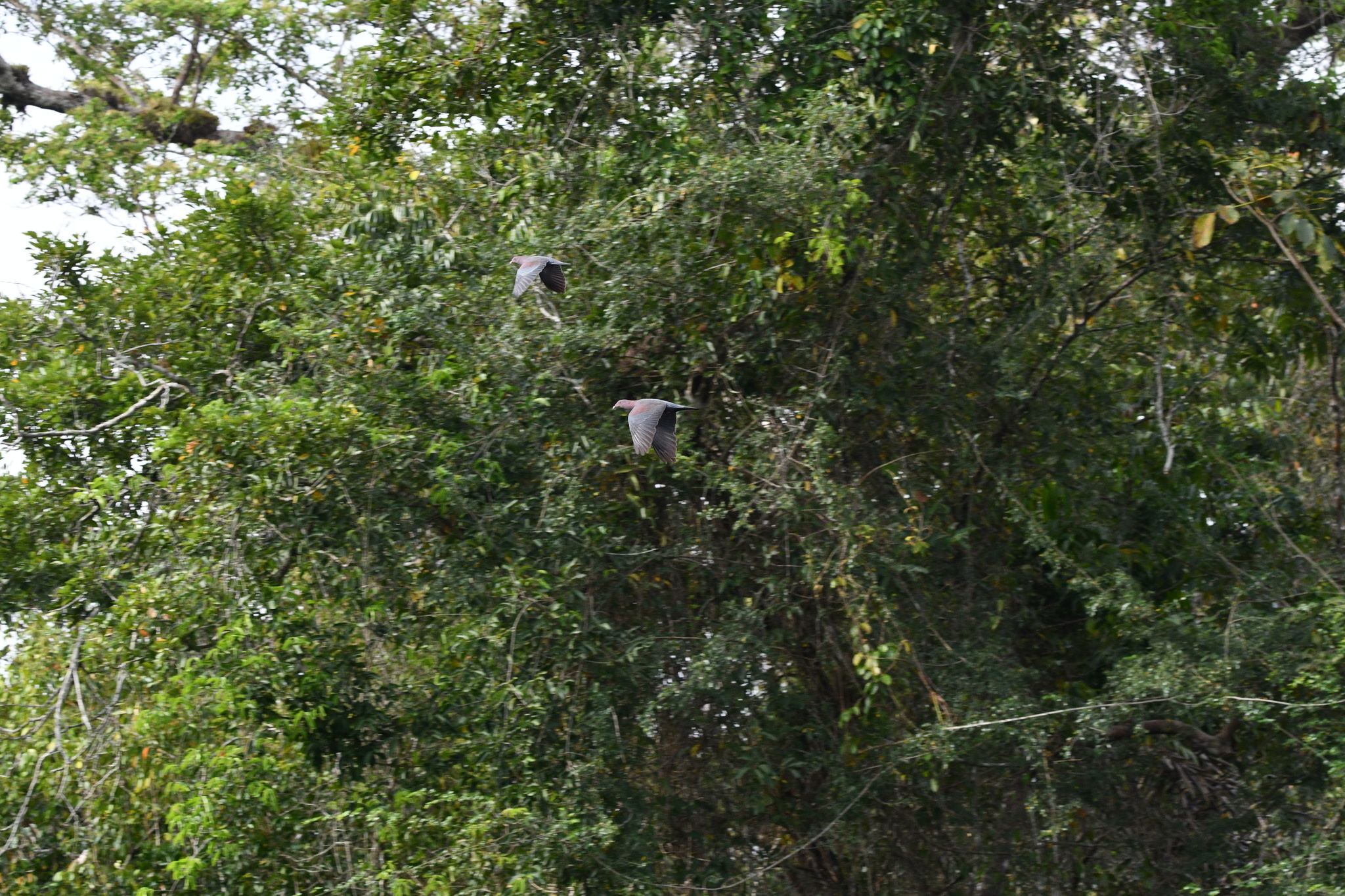 Short-billed Pigeon (Patagioenas nigrirostris), photo 10