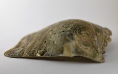 Pinctada nigra