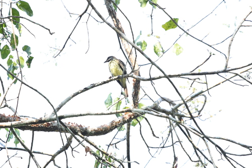 Sulphur-bellied Flycatcher (Myiodynastes luteiventris), photo 4