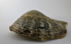 Pinctada nigra