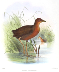 Chestnut-Headed Crake photo 1