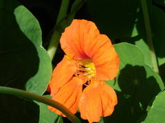 Tropaeolum majus