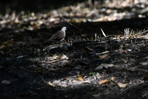 Grey-headed Dove (Leptotila plumbeiceps), photo 2