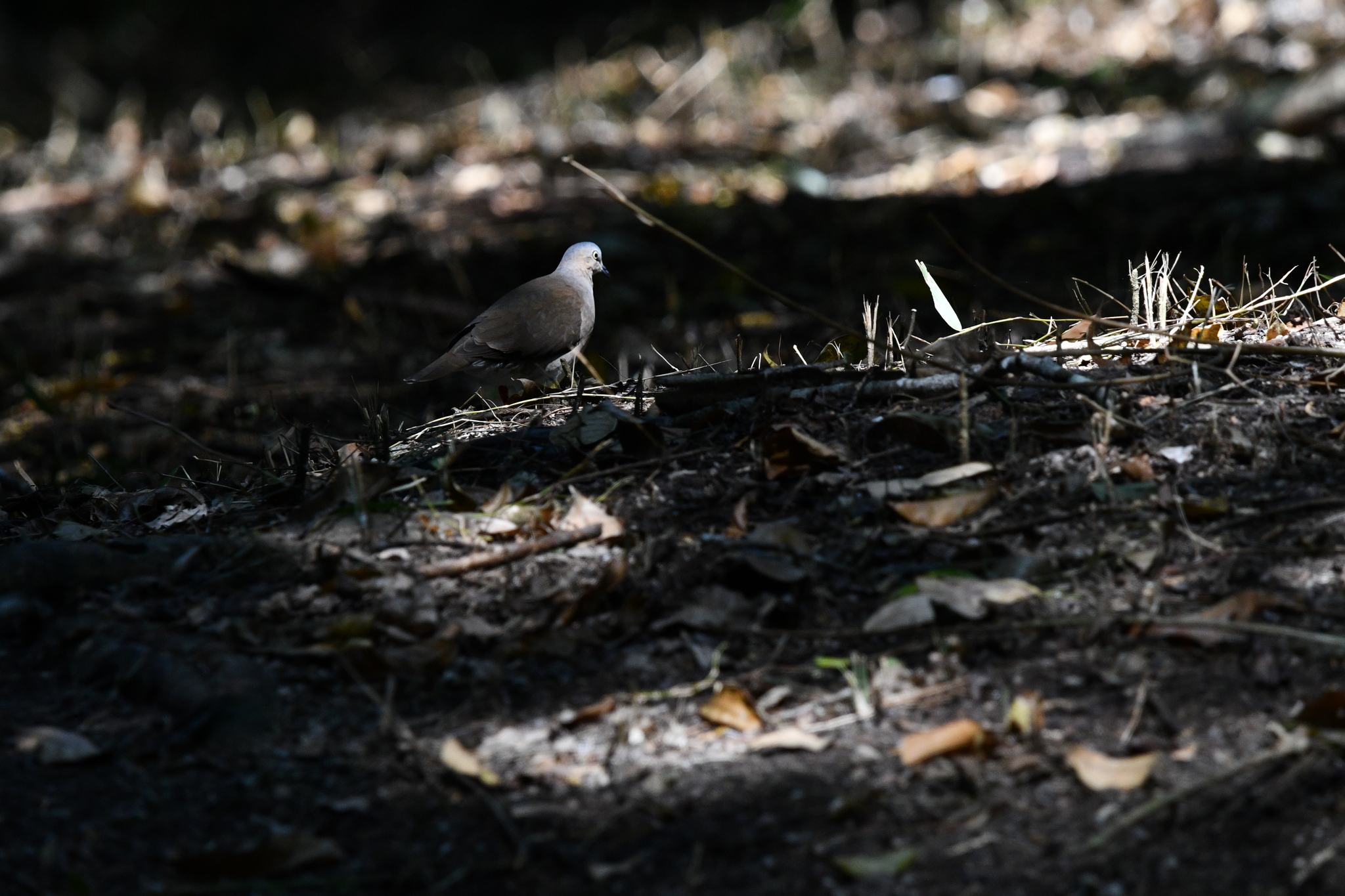 Grey-headed Dove (Leptotila plumbeiceps), photo 2