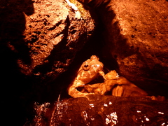 Quasipaa exilispinosa