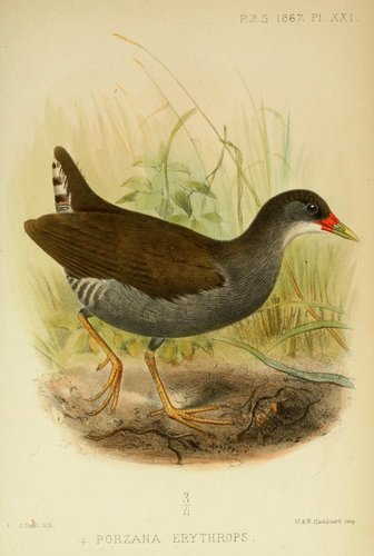 Roodsnavelhoen