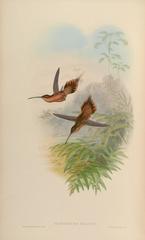 Needle-Billed Hermit photo 2