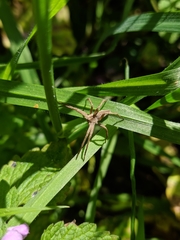 Pisaura