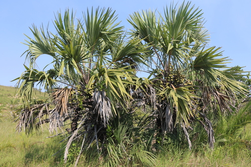 Ilala palm
