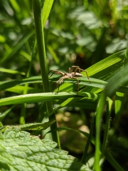 Pisaura