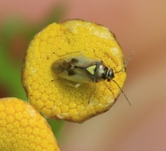Orthops
