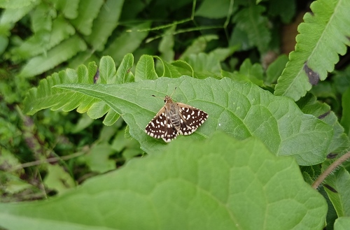 Asian Grizzled Skipper