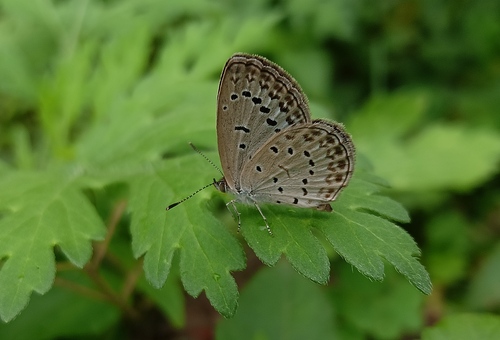 Pale Grass Blue