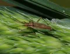 Stenodema holsata
