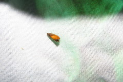 Dichrorampha bittana