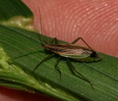 Stenodema holsata