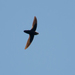 Pale-rumped Swift - Photo (c) Cláudio Dias Timm, some rights reserved (CC BY-NC-SA)