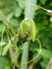 Salticidae
