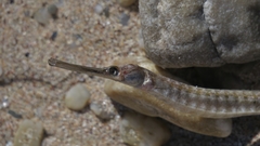 Syngnathus temminckii