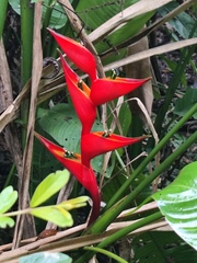 Heliconia stricta, photograph (c) Silvia Ten, some rights reserved (CC BY)