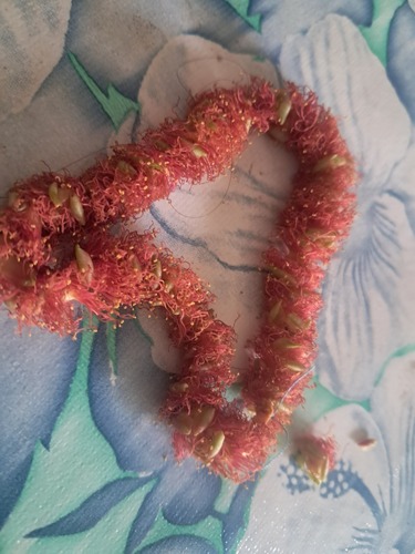 Chenille-plant
