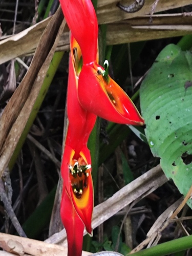 Heliconia stricta, photograph 6