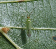 Blepharidopterus angulatus