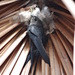 Fork-tailed Palm-Swift - Photo (c) Vincent Vos, some rights reserved (CC BY-NC)