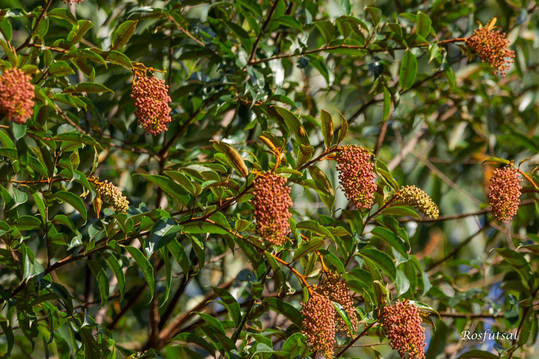 Mabea fistulifera