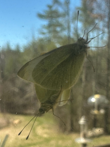 Cabbage White