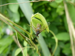 Salticidae