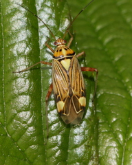 Rhabdomiris striatellus