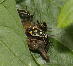 Grypocoris stysi