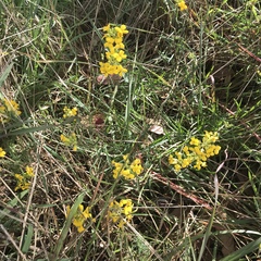 Erysimum suffrutescens