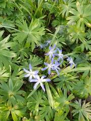 Scilla luciliae