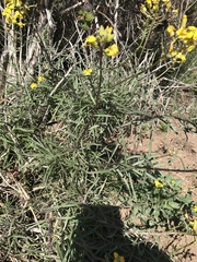 Erysimum suffrutescens