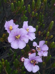 Microlicieae